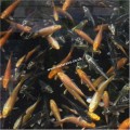 GHOST KOI 3 - 4":
